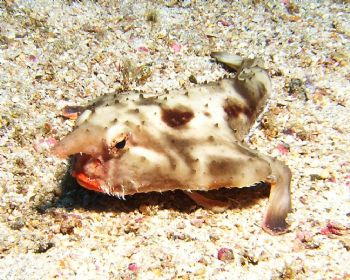 Ruby lipped batfish - Cocos Island.  Olympus C5060 - Ikel... by Ty M Tankersley 